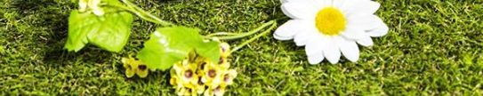 芝生の上に白い花一輪と小花数輪が置かれている