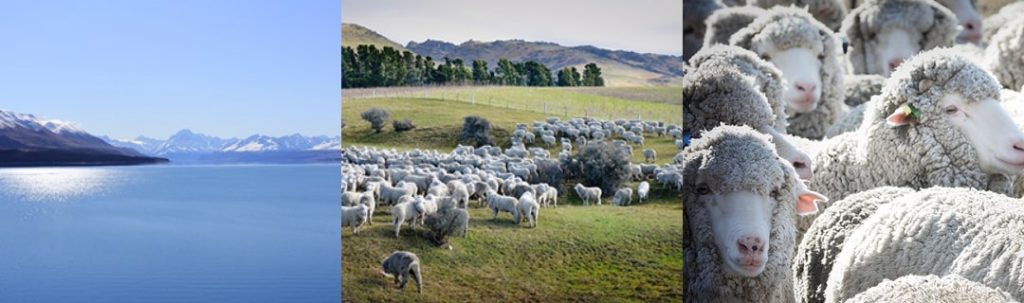 ニュージーランドウールの生産される牧場と自然の写真